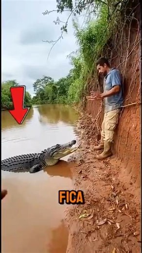 Esse jacaré ENCURRALOU esse cara e fez algo INCRÍVEL! #curiosidades