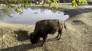 American bison. Powerful and fast. Relaxing stock video footage. 4K.