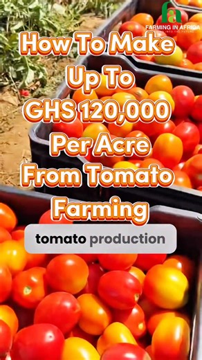 How are Ghanaian farmers transforming 1 acre into ₵120,000 with tomatoes? We’re breaking down the numbers, methods, and market secrets in an exclusive webinar. Be ready for 2026. Secure your place today Sign up link: www.farminginafrica.com/events #FarmingInAfrica #semanhyiafarms #tomatofarming #profitablefarming #agriculture | Farming In Africa