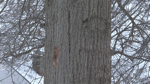 Icy Kentucky weather fuels talk of 'exploding trees,' but what's really happening?