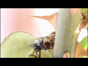 Jumping spider catching a fly
