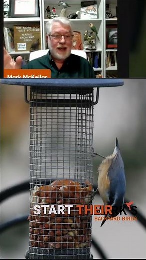 Tiny & Fearless: Red-Breasted Nuthatches' Feeding Secrets! #shorts
