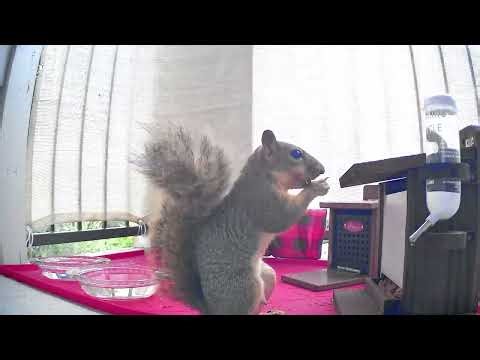 Let's Chew! Squirrels, bulking up for the winter, Time Lapse, 4K