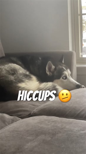My dog had hiccups it was so cute! They went away fast on their own #cutedog #husky #doglife #huskylove | The Husky Moon