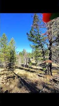 Packing Out Success 🦌 | 2025 Colorado Mule Deer Hunt 🏔️