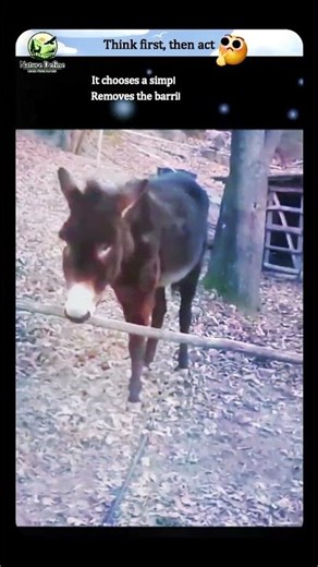 The Donkey That Didn’t Follow