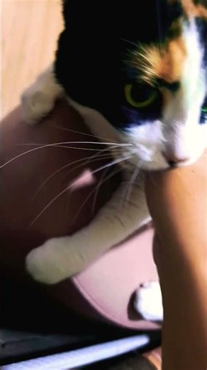 7 de fevereiro de 2026