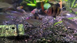 🖤🐠Black ruby barb🖤🐠 ถ้าพูดถึงปลาที่สีดุดันก็คงมีปลาชนิดนี้อยู่ในลิสอย่างแน่นอนครับ เมื่อปลาสมบูรณ์ถึงขีดสุดจะมีสีที่เข้มจัดมากๆ ส่วนหัวจะมีสีแดงเข้ม และช่วงลำตัวดำสนิท ปบาชนิดนี้ห่างหายไปนาน ทางร้านได้พยายามหามาจนได้ครับ😄😄 📆ปลาในvdoชุดนี้เป็นปลาที่เลี้ยงมาได้เกือบปีแล้วครับ #ปลาสวยงาม #blackruby #redruby #ปลาตู้ไม้น้ำ #aquariumfishtank | Ebiclub Thailand