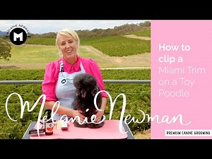 How to clip a Miami trim on a Toy Poodle.