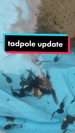 sorry I've not been posting I've been camping #tadpoles #foryou #animals #toads #frogarmy #viral #tadpole #frogspawn #frogtok
