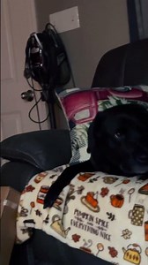 Shadow howling #dog #funny #plsmakethisviral #labradorretriever #sounds