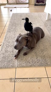 276K views · 10K reactions | Friendship means having a bestie who will be your Stepping stone to get to higher places & keep you entertained so you never get bored ❤ | Peggy and Molly | Facebook