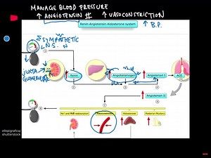SOLVED:Why is the aldosterone test ordered? The aldosterone test is… | Numerade