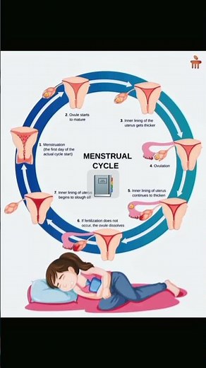 "Menstrual Cycle Explained | Phases, Hormones & Common Issues"