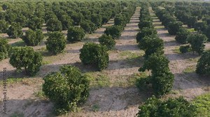 Close up rows of young olive trees growing on plantation. Stock Video