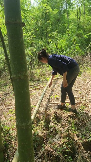 Alone Cutting Bamboo Under the Golden Sun 🌿