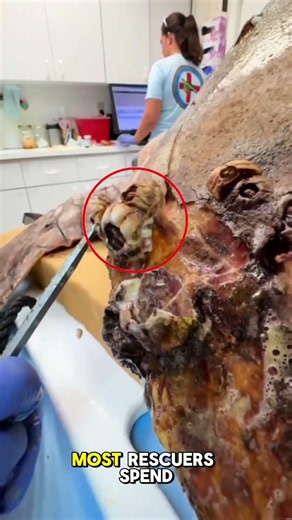 These Things Are More Dangerous Than Barnacles For Turtles #animals #animalshorts