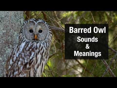 Barred Owl Sounds & Meanings