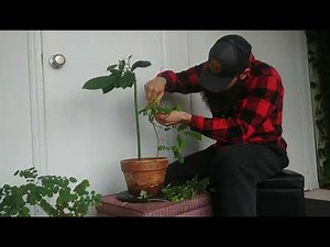 Black Locust Bonsai Feb 2020