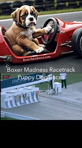 9.7K views · 441 reactions | Boxer madness, race, track, the cutest race you’ll ever get to bet on. #boxerdog #puppies #dogs | Boxer Madness | Facebook