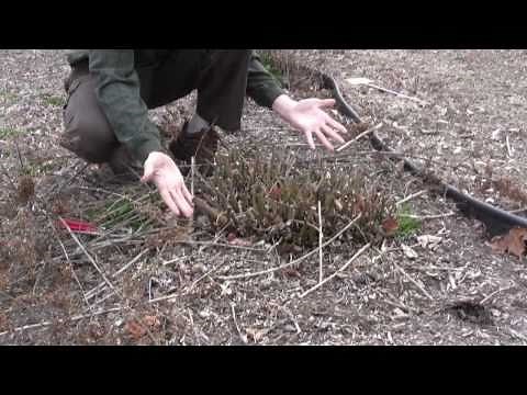 How to Prune Shrubs in Early Spring