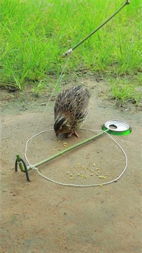 Unbelievable Technique Bird Trap Technique That Works 100% #BirdTrap168M