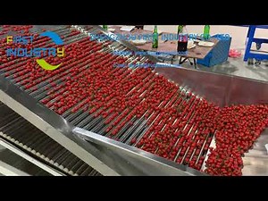 cherry tomato washing drying grading and packing line， cherry pepper processing