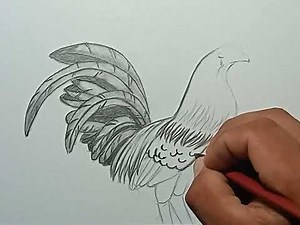 cómo dibujar un gallo con lápices de grafito