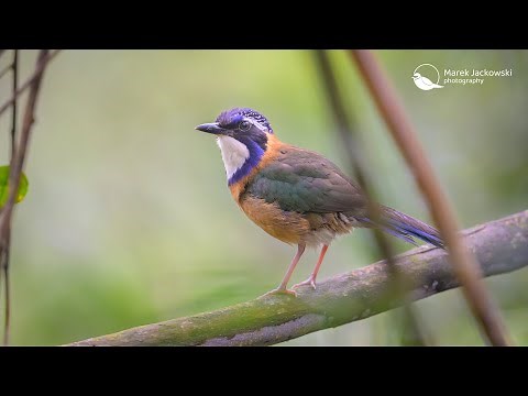 Birds of Madagascar