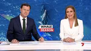 5.6K views · 85 reactions | Spotted on 7 News!  Whale watching...
