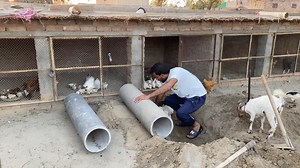 8.4K views · 269 reactions | Rabbit ka Setup extend kar dia | How to make rabbit cage | Pets Lover in Punjab | Facebook