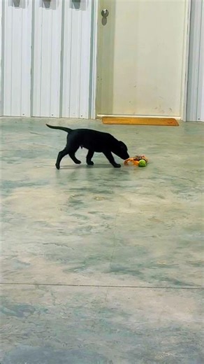 This Lab puppy takes toy hunting seriously #puppylife #dogs #adorable
