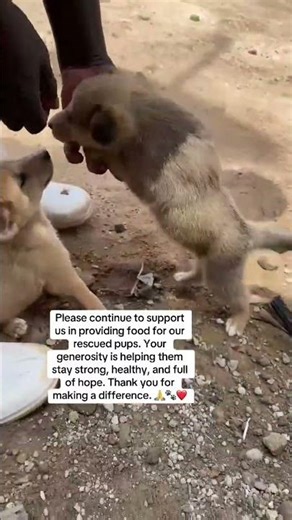 Be their rescue today ❤️ Support our work through the PayPal link in bio and help save lives 🐾