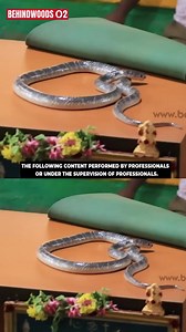 1.3M views · 10K reactions | கண்ணாடி விரியனை விட 10 மடங்கு அதிக விஷமுள்ள பாம்பு #snake | Behindwoods O2 | Facebook