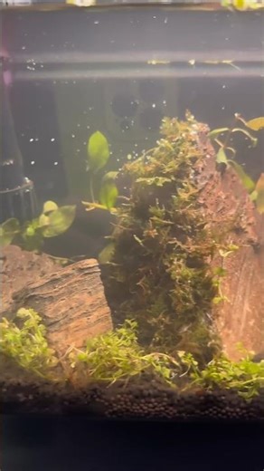 DIY shrimp tank setup #fish