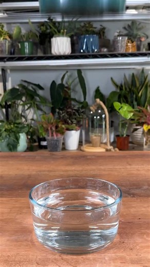 MonstroFarm on Instagram: "I’ve had this Jade plant for a couple of years now, and I’ve pruned it back a few times to encourage it to grow fuller and bushier. Over time, I’ve figured out a few simple habits that really make a difference in how well it grows. Here are the three main things I do: 💦 Watering and feeding – I wait until the potting mix is completely dry—100% dry—before watering. For me, that’s usually about once a month. When I do water, I always mix in liquid fertilizer to keep the