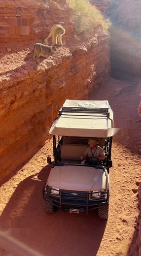 Poodle Remote Mask | Chris Foster