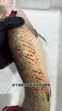 Arapaima Escapes: Can This Monster Fish Survive the Crisis? OrnamentalFish