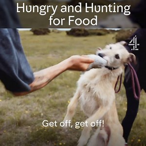 181K views · 235 reactions | Struggling to get by on benefits, this couple go hunting for food… | Channel 4 | Facebook