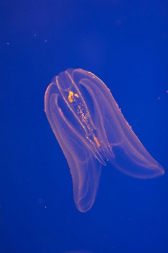 O que é bioluminescência? - Brasil Escola