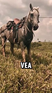 la historia de los caballos vaqueros 🔥 #viralreelsfacebook #FacebookPage #fotografia #videosvirales #page | Vaquero el paisa