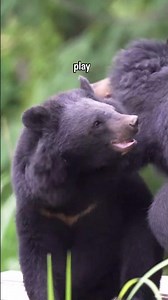 Rescued bile farm bears feel grass under their paws for the first time