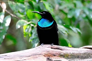 Magnificent riflebird - Alchetron, The Free Social Encyclopedia