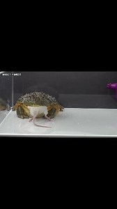 128K views · 1.2K reactions | Bullfrog eating white rat | Insect Forest | Facebook