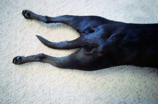 Why Are My Dog's Anal Glands Leaking?