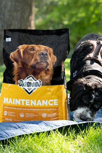 Our Diamond® Maintenance Formula is bowl-licking good — and provides a complete and balanced meal for your adult dog! 💛 Discover more on our website: dpf.pet/maintenance-adult-dog. | Diamond Pet Foods