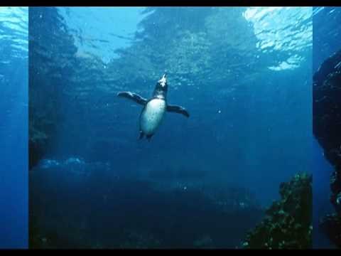 脳をよくする薬奏 集中力強化 ～サブリミナル効果～ 1.微動