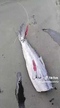 Massive Pike on a simple float ledger rig #fishing #outdoors #gift #adventure