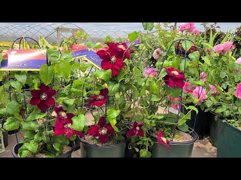 Clematis Charmaine™// Raymond Evison Selection With 3 Types of AMAZING🌹 SUMPTUOUS Velvet Red Flowers
