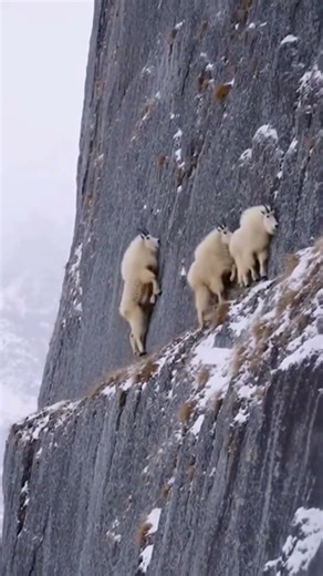 Unbelievable Wildlife: Mountain Goats Walking On Vertical Cliffs